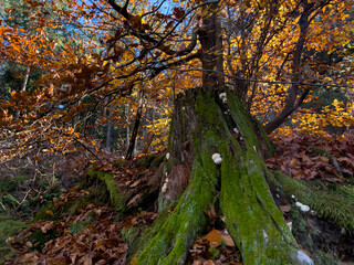Picturesque tree stumps and moss in an autumnal Austrian forest