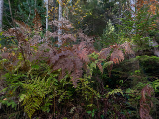 Picturesque ferns in an autumnal Austrian forest