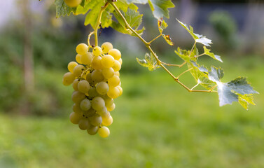 Close-up of green grapes in autumn