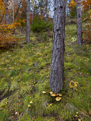 Picturesque tree stumps and moss in an autumnal Austrian forest