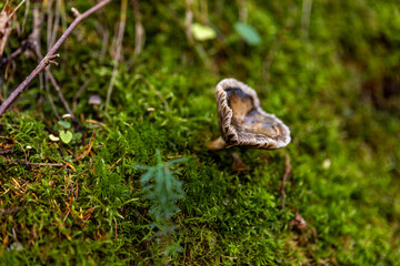 Various mushrooms in the autumn forest in Austria after rain