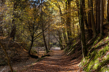 Autumn forest landscapes in Europe and a picturesque forest path