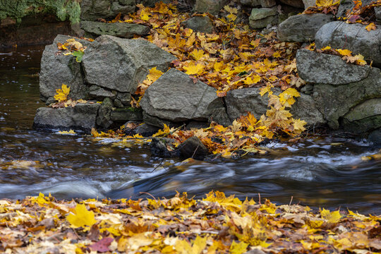 autumn leaves in the water