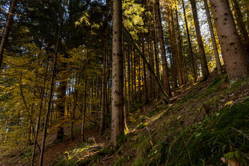 Autumn forest landscapes in Europe and a picturesque forest path
