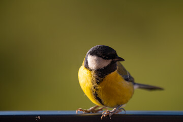 Sunlit Great Tit (Parus major) Gazing into Green Negative Space