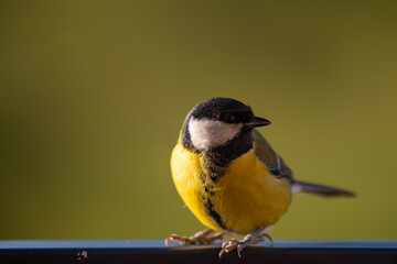 Sunlit Great Tit (Parus major) Gazing into Green Negative Space