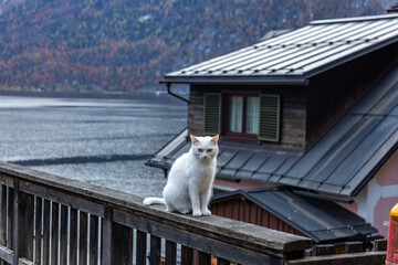 A white cat sitting on a railing in Hallstatt with a lake and the Alps in the background.