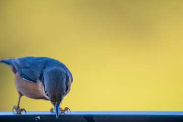 Eurasian Nuthatch Sitta europaea in Profile: Minimalist Wildlife Portrait with Copy Space