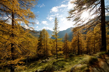 Larici in autunno