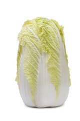 Fresh napa cabbage head standing upright on a clean surface highlighting its textured leaves