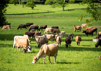 Herd of Jersey and Jersey cross dairy cows grazing in green grass