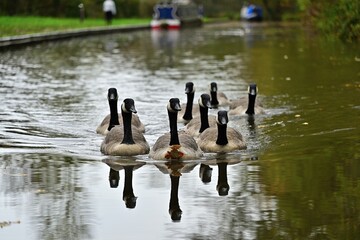 Canada geese swimming peacefully on English canal in autumn light