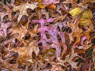 Autumn leaves in New York City