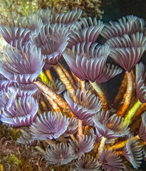 Schizobranchia insignis ,marine,feather duster worm.