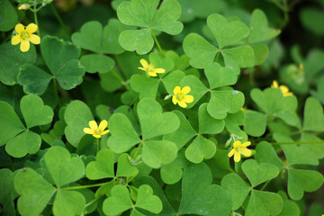 Oxalis plant with yellow flowers growing in nature