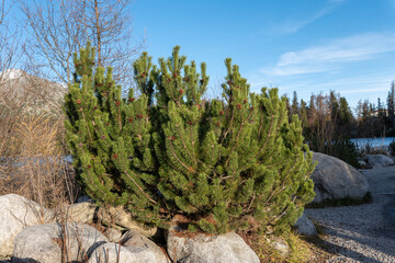Dense dwarf pine shrub with cones growing among granite rocks at Štrbské Pleso in the High Tatras, Slovakia, under clear blue autumn sky.