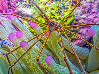 Stenorhynchus seticornis, yellowline arrow crab