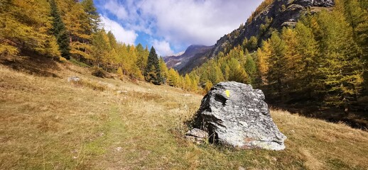Larici in autunno