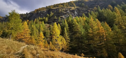 Larici in autunno