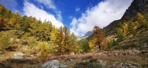 Larici in autunno