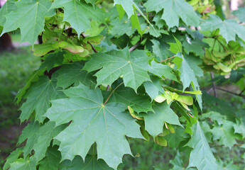 Maple branch (Acer platanoides) with unripe fruits