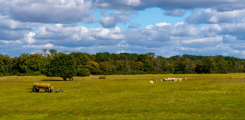 Ackerlandschaft mit Trinkwassercontainer und Rinderherde, Dessau, Sachsen-Anhalt, Deutschland