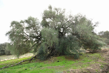 Sardinien Olivenbaum 
