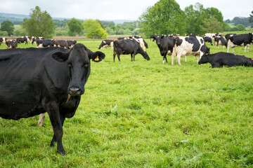 Herd of Friesian and Friesian jersey cross dairy cows grazing in green grass