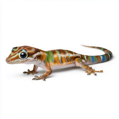 Striped gecko with blue and orange pattern on white