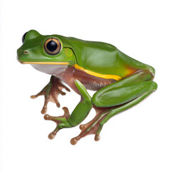 Obraz premium Side view of green glass frog on white background
