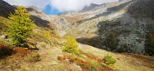 Larici in autunno