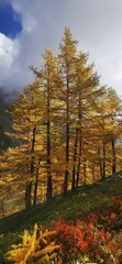 Larici in autunno