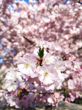 close up of pink blossoms in spring
