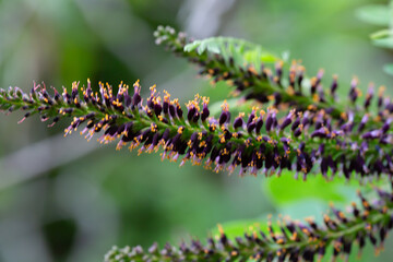 Amorpha fruitcosa (false indigo) flowers macro. Fabaceae deciduous shrub. It produces black-purple spikes from April to July.