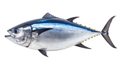 realistic fish