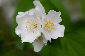 Close-up Celindo flower or Philadelphus coronarius is a widely cultivated popular ornamental plant