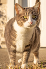 Fat tabby cat outdoors