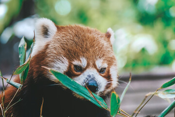 red panda eating bamboo