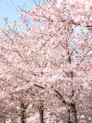 Fototapeta premium pink cherry blossom