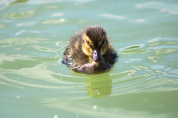 duck in water