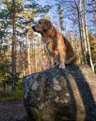 Serene Golden Retriever Pose Amidst Norwegian Forest Scenery, Krøderen Keywords: Adult Female Dog, Golden Retriever, Sitting, Rock, Forest, Norway, Outdoor Photoshoot, Posing, Treat, Serene, Canine,