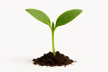 Green sprout emerging from soil, symbolizing new life, growth, fresh start, hope, and environmental care