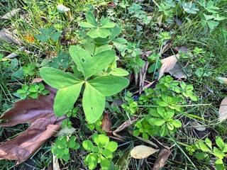 Oxalis pes-caprae features its distinctive trifoliate, heart-shaped green leaves growing close to...