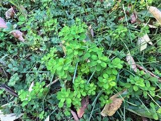 Euphorbia peplus, known as little spurge, forms dense clusters of smooth green leaves close to the ground, highlighting the natural growth pattern of this common wild Euphorbia species.