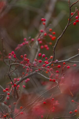 Red berries on a barren tree