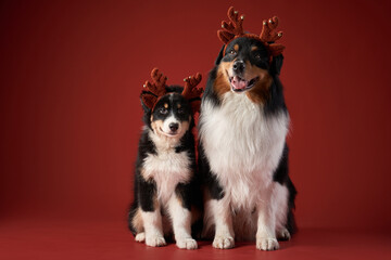 Two Australian Shepherd puppies sit side by side wearing festive antlers. The deep red background...