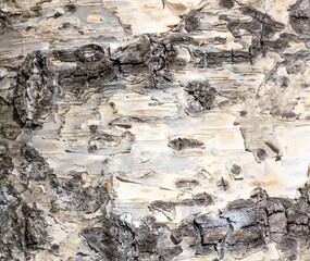 Obraz premium The birch bark texture or background. Macro shot is made by means of stacking technology trunk. Texture made of birch tree bark. Beautiful birch trunk background. Conceptual image. Peaceful nature.