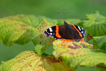 Red Admiral Butterfly (Vanessa atalanta)