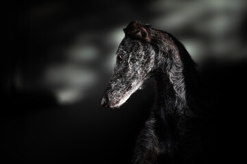 Kopfportrait eines eleganten Galgo Espanol
