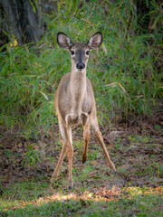 young white tailed deer grazing in the middle of a meadow	
